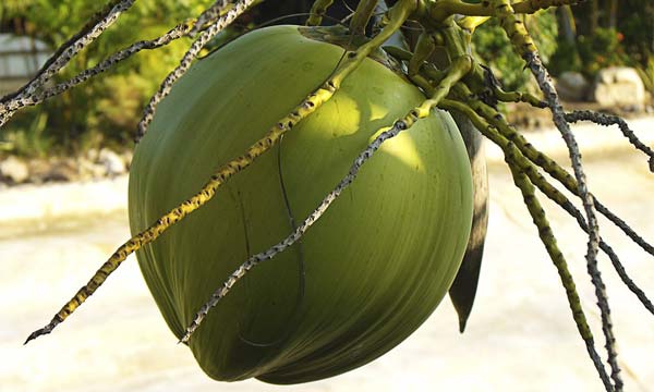 15 Dicas de Saúde que Você Precisa Conhecer com Urgência 15 Dicas de Saúde que Você Precisa Conhecer com Urgência