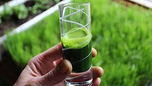 Os Benefícios Curativos do Suco Verde de Capim de Trigo