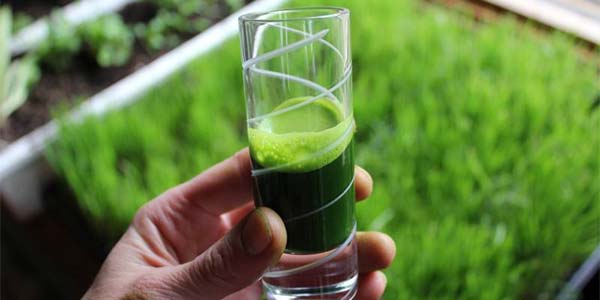 25 Benefícios comprovados do Suco Verde de Grama de Trigo para sua Saúde