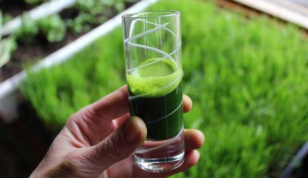 Os Benefícios Curativos do Suco Verde de Capim de Trigo
