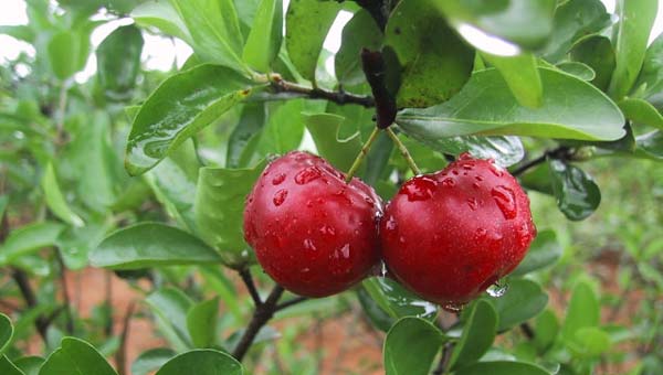 Os Segredos da Vitamina C que Você ainda não Conhece