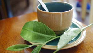 Quiz: O Poder dos Chás Curativos